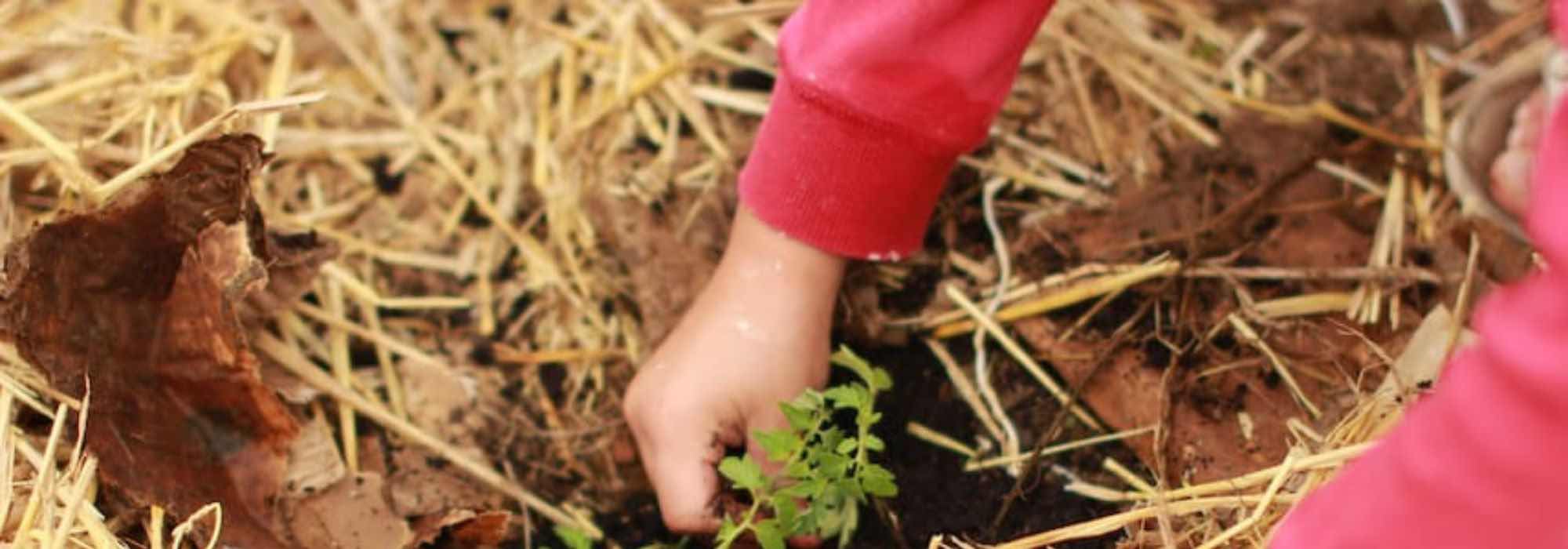 Los diferentes acolchados orgánicos