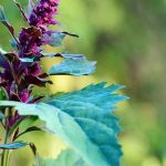Las verduras y aromáticas que se siembran de manera natural