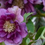 6 vivaces en floración de final de invierno