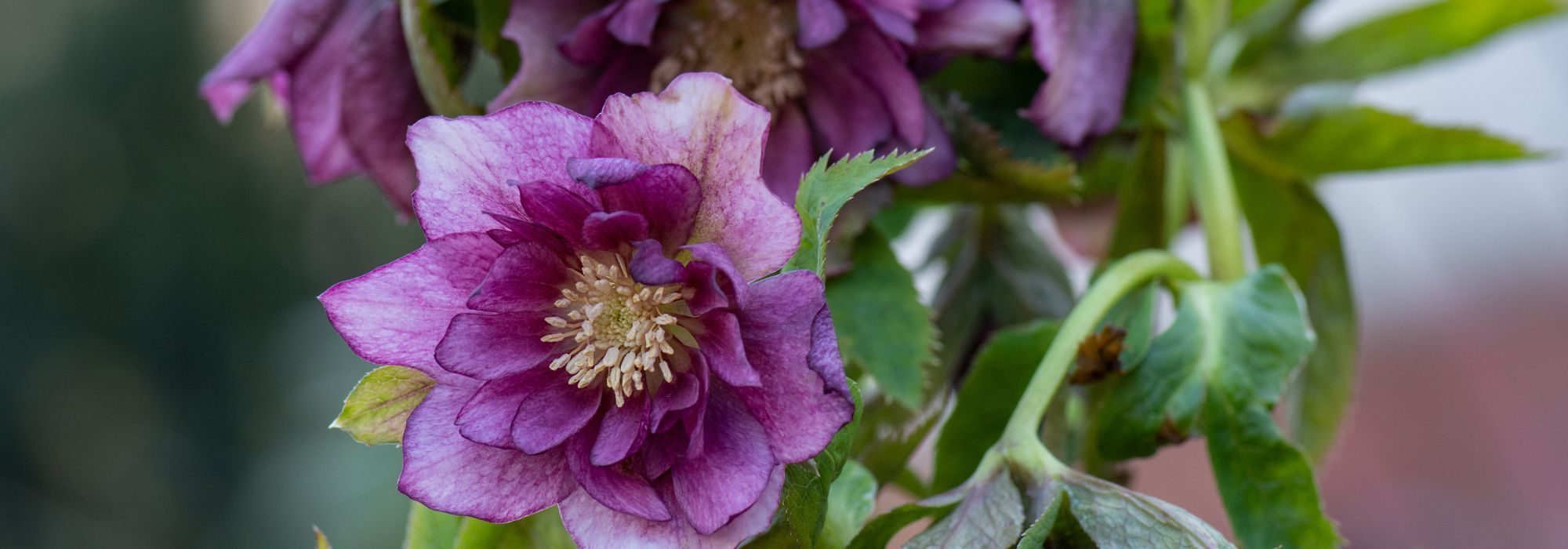 6 vivaces en floración de final de invierno