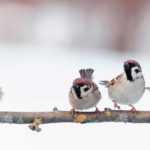 ¿Qué hacer en el jardín en enero?