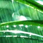 Jardinar bajo la lluvia