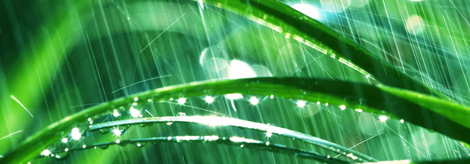 Jardinar bajo la lluvia