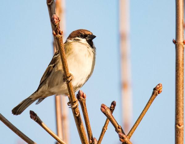 El alarmante declive de las aves: una llamada de atención para todo el mundo vivo