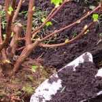 ¿Qué plantar en primavera?