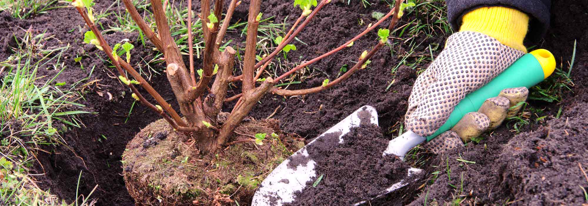 ¿Qué plantar en primavera?