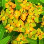 ¡Plantas hermosas durante todo el año!