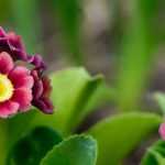 8 Prímula de floración multicolor