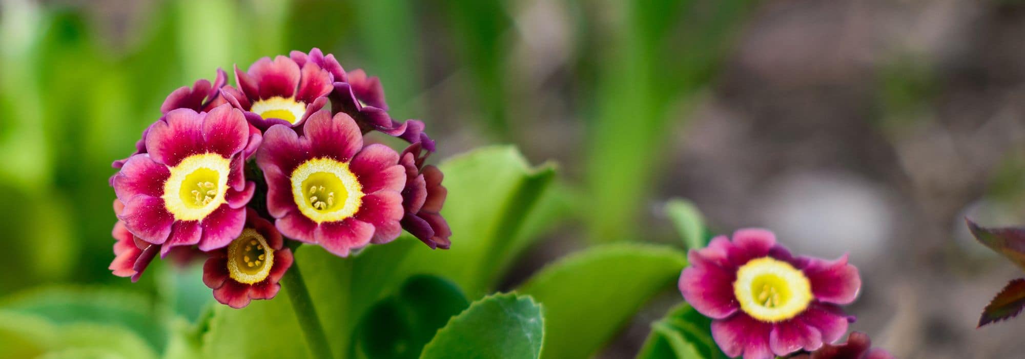 8 Prímula de floración multicolor