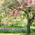 ¿Qué sembras en primavera?