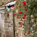 ¿Cómo rejuvenecer un Rosal trepador viejo?