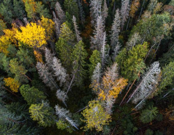 Los estragos del Escarabajo de la corteza en los bosques