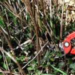 ¿Qué podar en primavera?