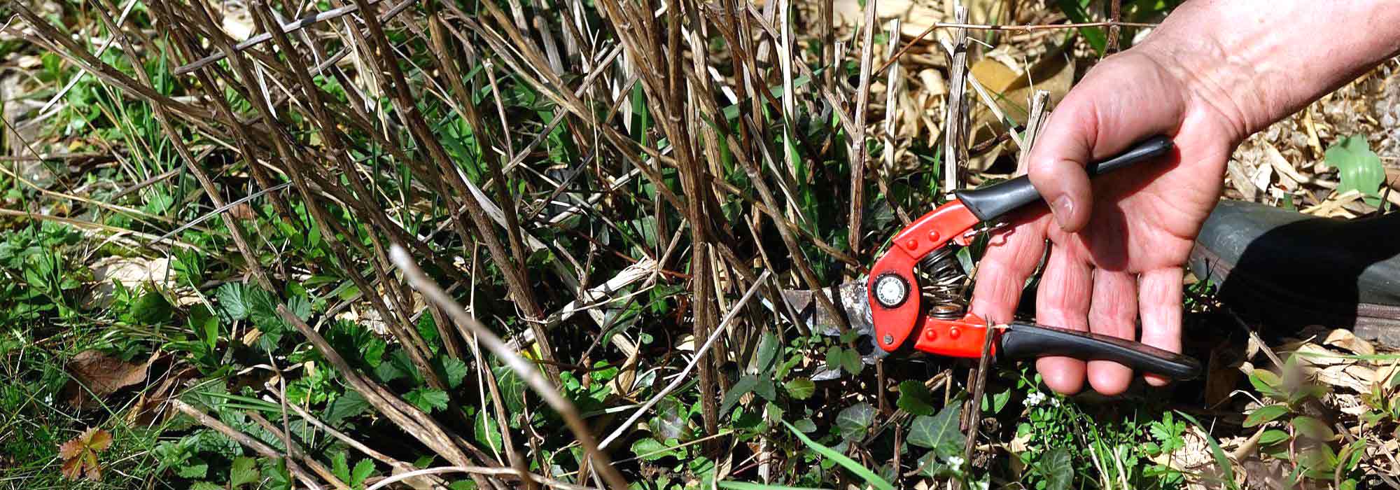 ¿Qué podar en primavera?