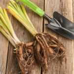 ¿Cómo trasplantar vivaces a raíz desnuda?