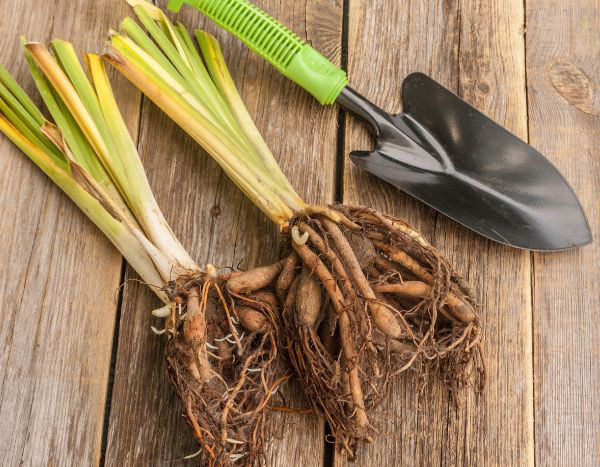 ¿Cómo trasplantar vivaces a raíz desnuda?