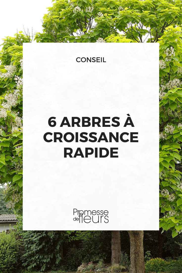 Catalpa bignonioides (traducción al español):

Catalpa común o Catalpa del sur

[Nota: Se mantiene el nombre científico en latín "Catalpa bignonioides" ya que es universal en botánica, pero se añaden los nombres comunes en español entre paréntesis]