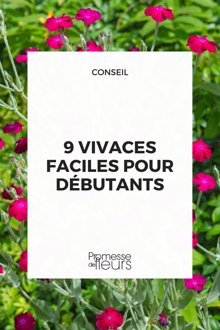 Plantas perennes fáciles de cultivar: Lychnis coronaria