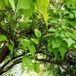 6 árboles de crecimiento rápido para transformar tu jardín en poco tiempo