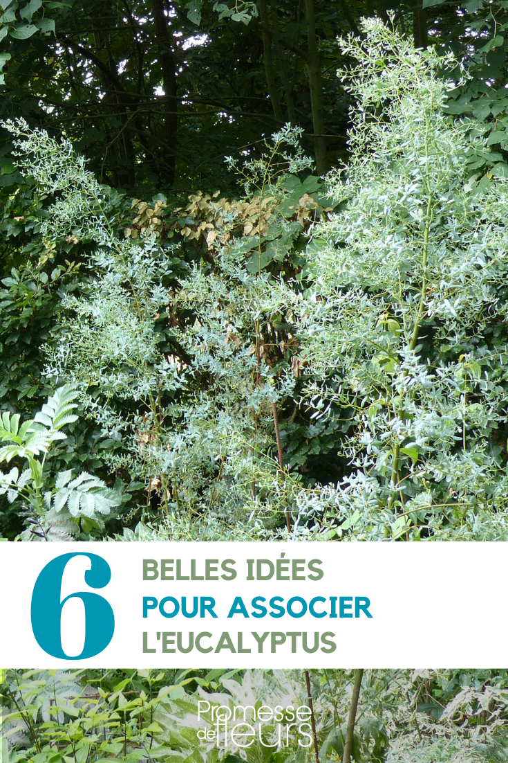 Asociación Eucalipto en el jardín