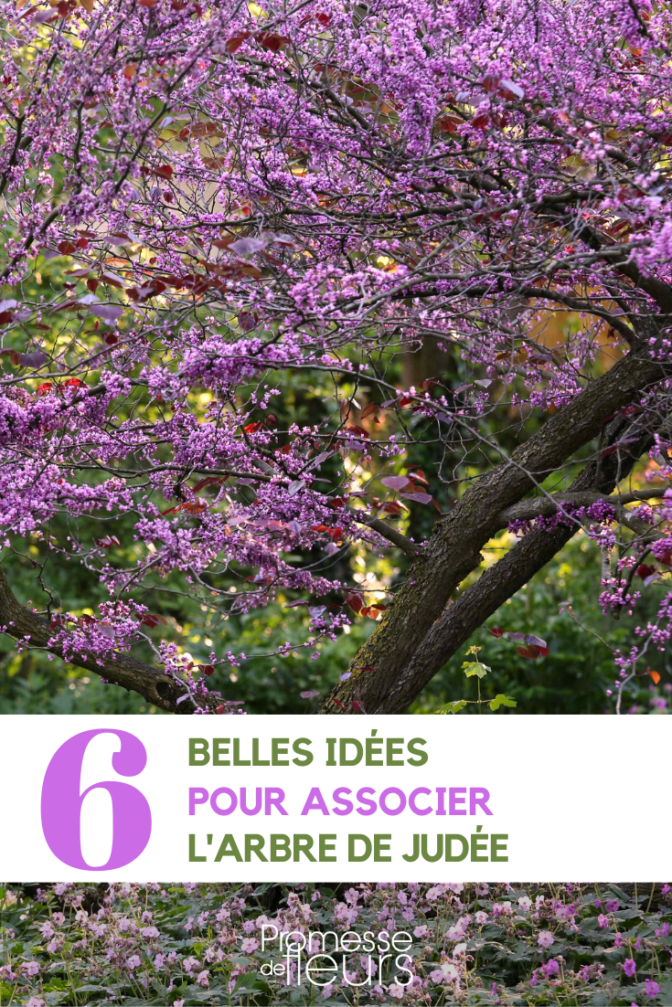 asociación en el jardín cercis árbol de judá