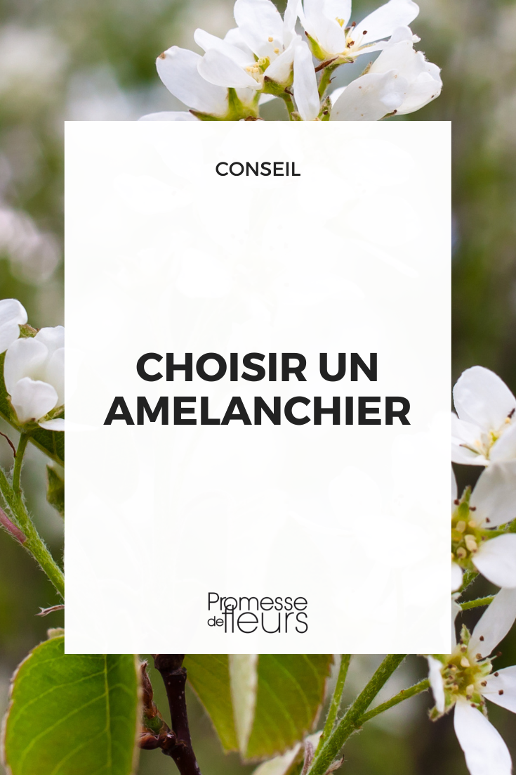 ¿Qué Amelanchier elegir?