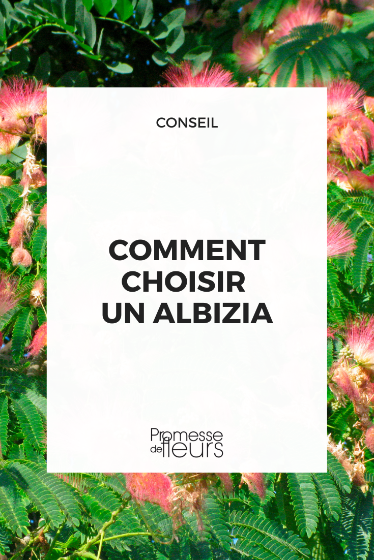 Seleccionar un Albizia Árbol de seda