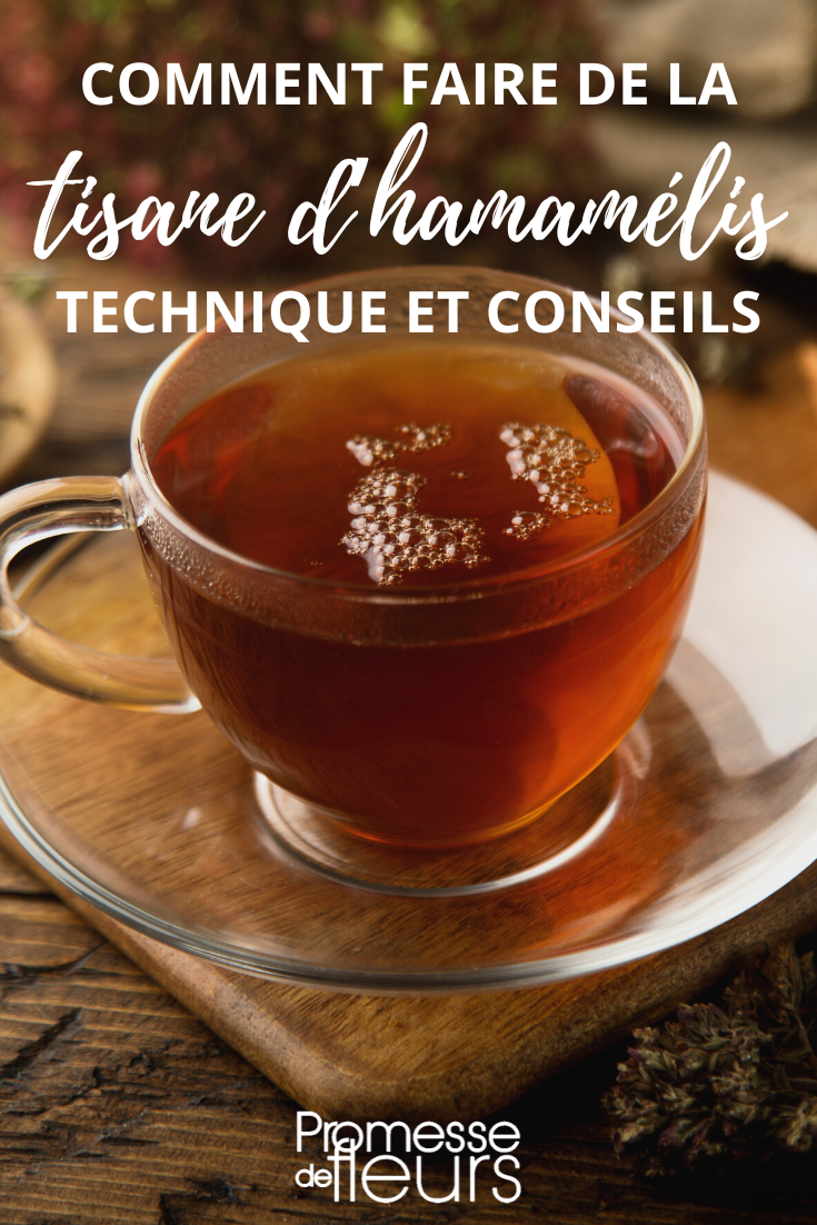 Infusión de hamamelis