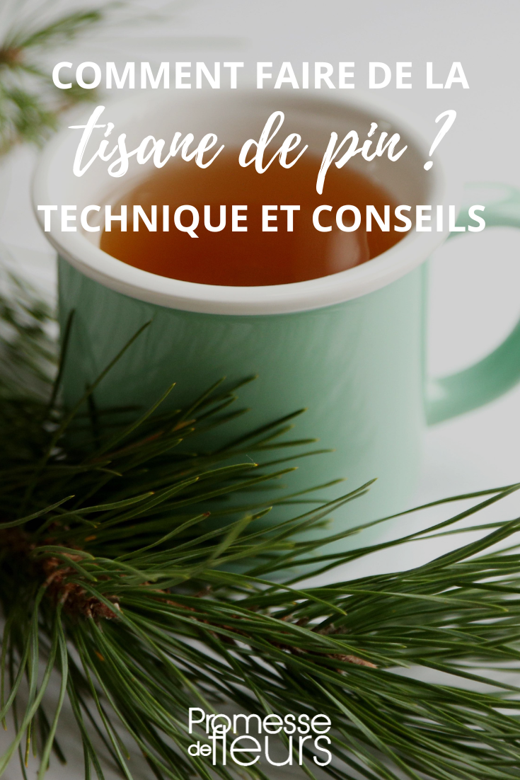 Infusión de pino, pinus