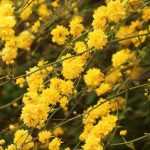 ¿Cómo podar la Kerria?