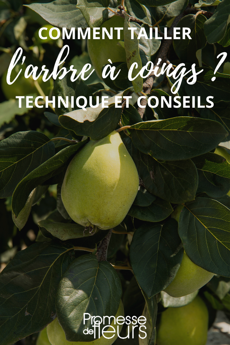 Tamaño del membrillero