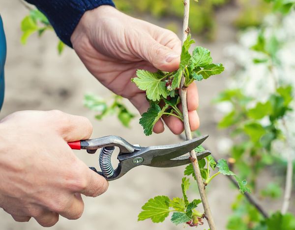 ¿Cómo Podar un grosellier a flores?