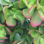 Crásula - Crásula ovata: plantación y cuidados