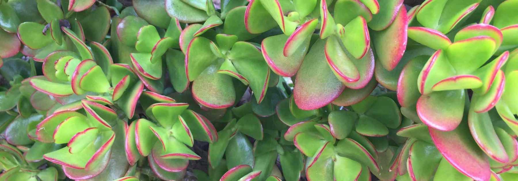 Crásula - Crásula ovata: plantación y cuidados