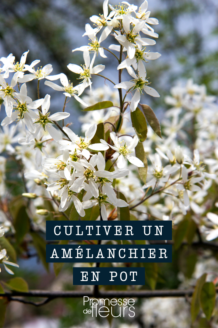 Plantar un Amelanchier en maceta o contenedor