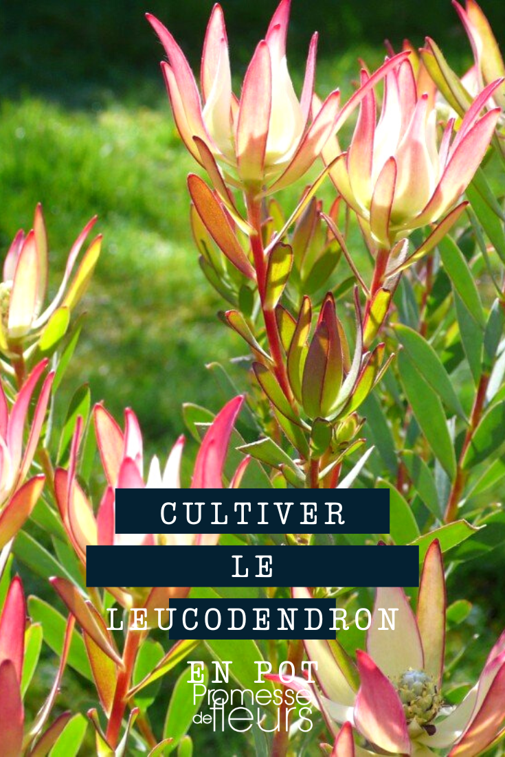 Cultivo del Leucadendron en maceta o contenedor