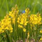 5 genêts Plantas cubresuelos