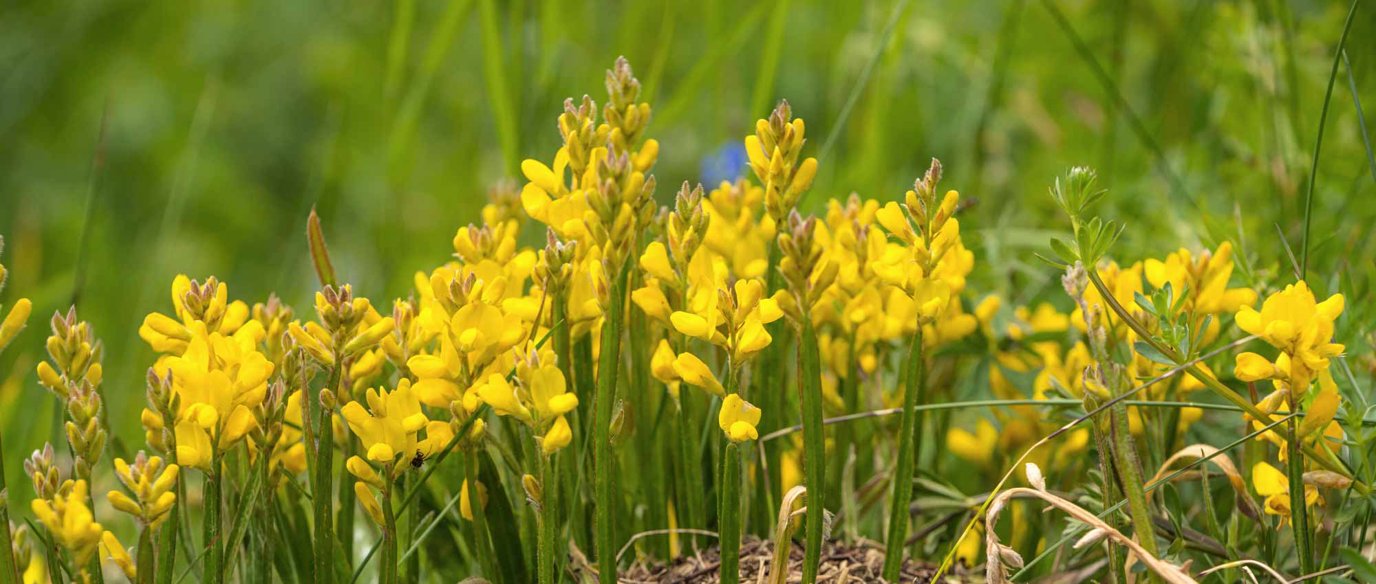 5 genêts Plantas cubresuelos