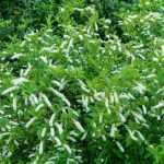 ¿Cómo podar la Itea?