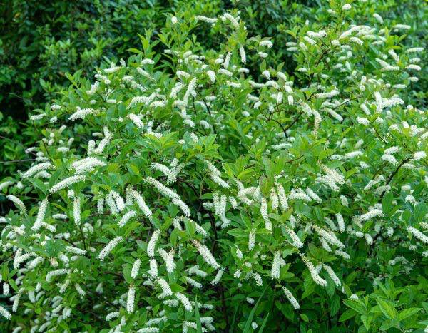 ¿Cómo podar la Itea?