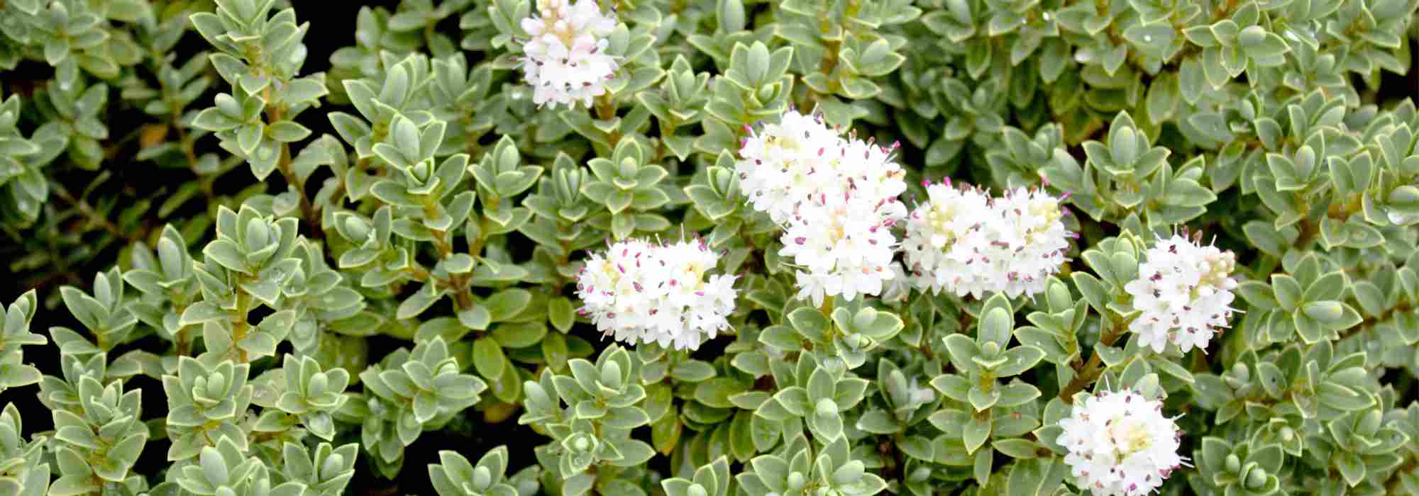 6 Hebe de flores blancas