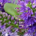 Hebe: las mejores variedades para maceta