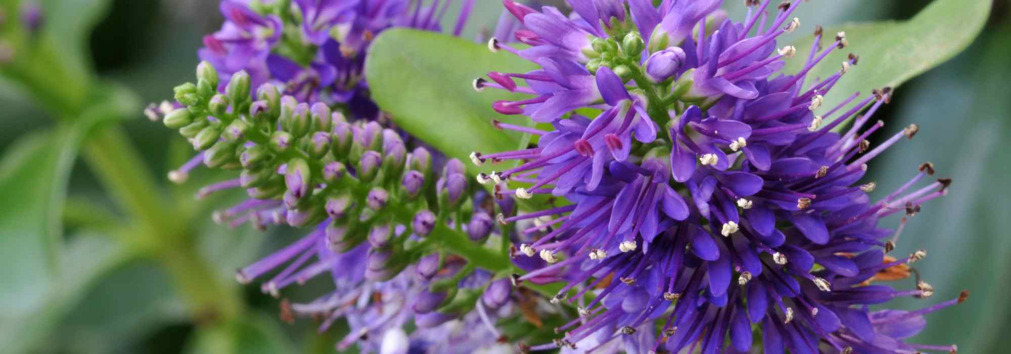 Hebe: las mejores variedades para maceta