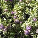 5 Hebe con follaje variegado