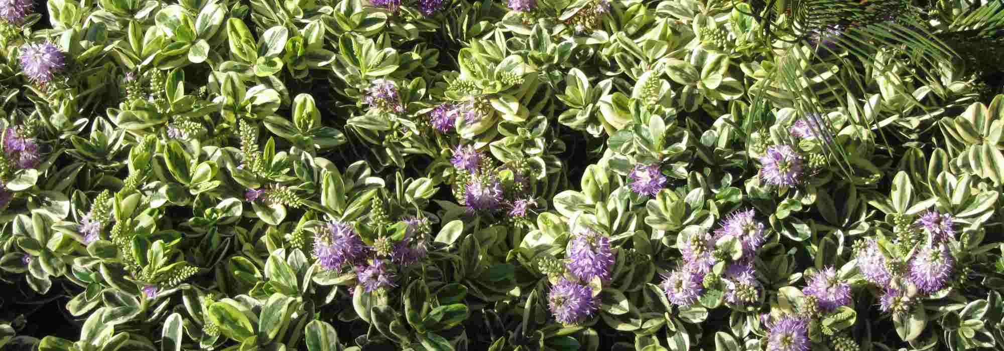 5 Hebe con follaje variegado