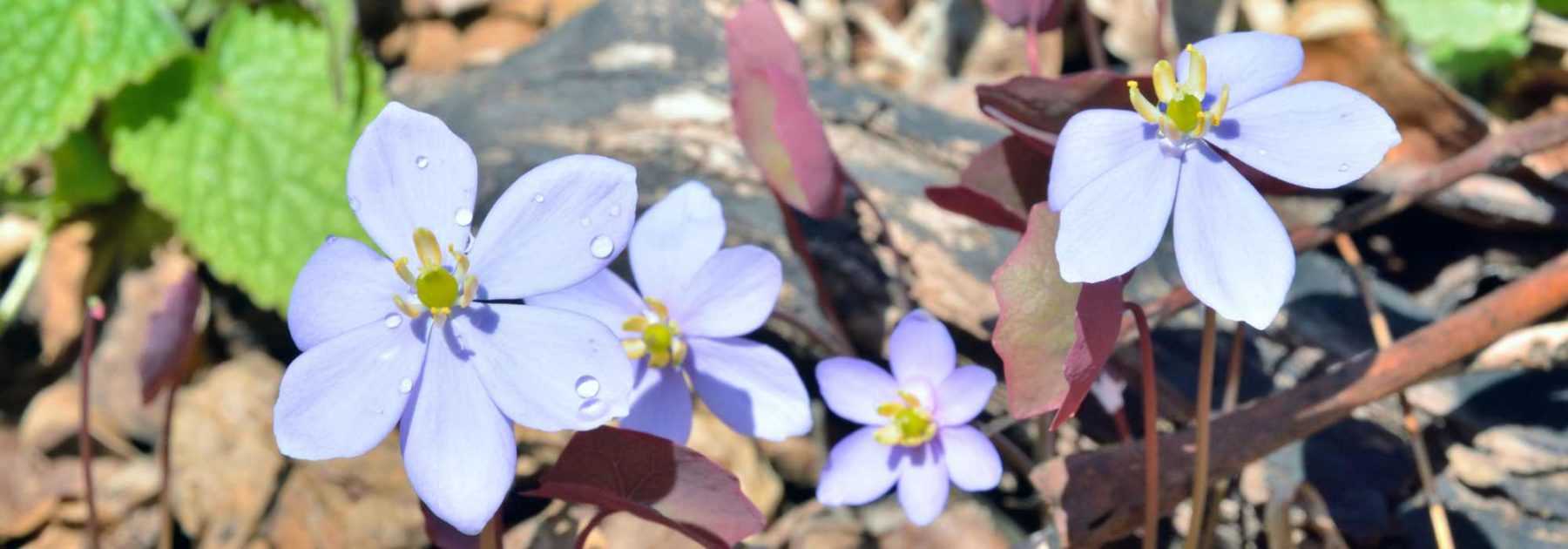 Jeffersonia: plantación, cultivo