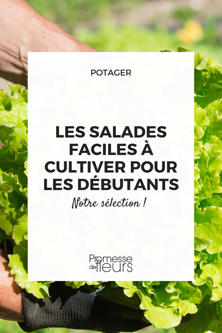 Ensaladas fáciles de cultivar