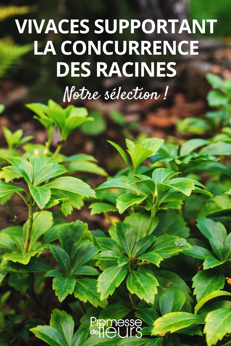 Vivaces que crecen bajo los árboles