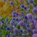 Ajustar un parterre de moda «cardos y compañía»