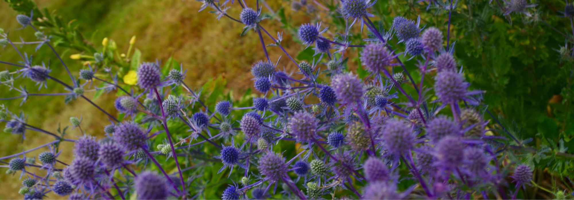 Ajustar un parterre de moda «cardos y compañía»